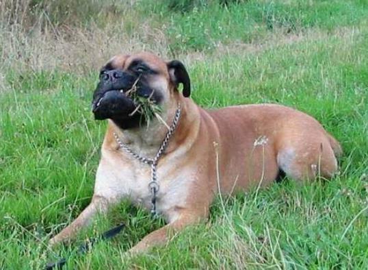 世界十大體型最大的狗,圣伯納犬性格溫順、坎高犬身材高大性格兇猛