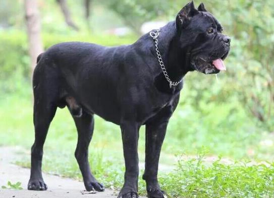 世界十大體型最大的狗,圣伯納犬性格溫順、坎高犬身材高大性格兇猛