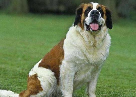 世界十大體型最大的狗,圣伯納犬性格溫順、坎高犬身材高大性格兇猛