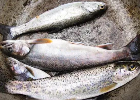 世界十大攻擊力最強的淡水魚,白鱘被稱為水中大熊貓、亞馬遜鲇魚很兇猛