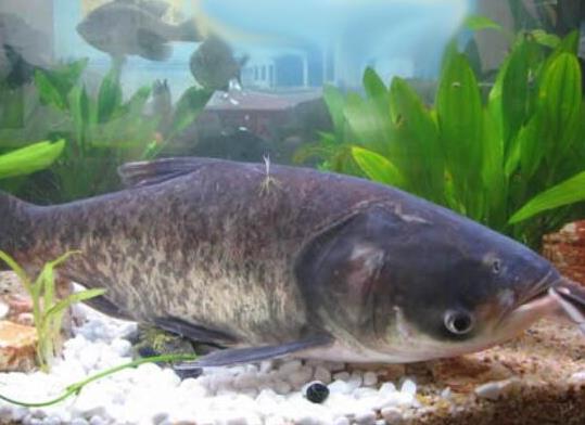 世界十大攻擊力最強的淡水魚,白鱘被稱為水中大熊貓、亞馬遜鲇魚很兇猛