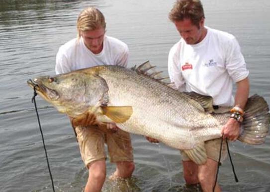 世界十大攻擊力最強的淡水魚,白鱘被稱為水中大熊貓、亞馬遜鲇魚很兇猛