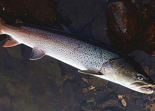 世界十大攻擊力最強的淡水魚,白鱘被稱為水中大熊貓、亞馬遜鲇魚很兇猛