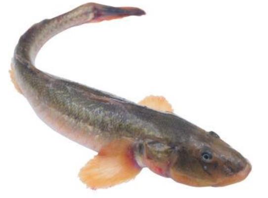 廣東十大河鮮排行榜,鮑魚蛋白質(zhì)含量高、象拔蚌肉質(zhì)鮮美