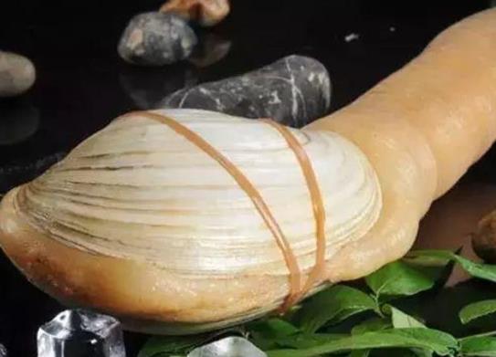 廣東十大河鮮排行榜,鮑魚蛋白質(zhì)含量高、象拔蚌肉質(zhì)鮮美