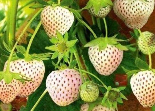 世界名字最奇葩的十大水果,蛋黃果能鎮靜止痛、菠蘿莓備受時尚界寵愛