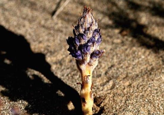 中國九大仙草排名,石斛是國家一級保護植物、天山雪蓮能通經活血