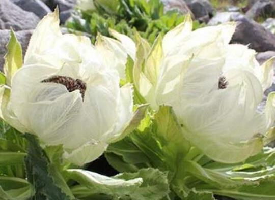 中國九大仙草排名,石斛是國家一級保護植物、天山雪蓮能通經活血