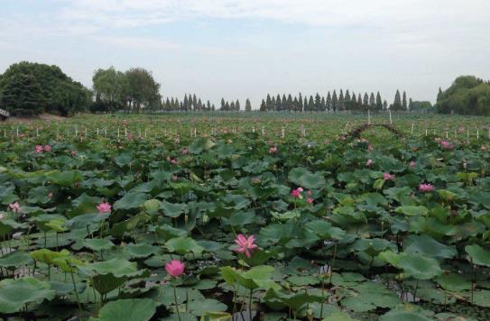 湖北省荊州十大旅游景點排行榜 荊州有什么好玩的地方