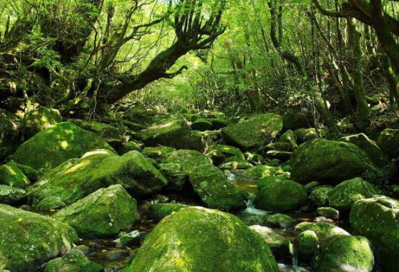 日本鹿兒島縣四大旅游景點(diǎn)排行榜 鹿兒島縣有什么好玩的地方