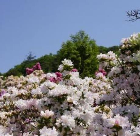 全球十大夢(mèng)想旅行地旅游景點(diǎn)排行 長(zhǎng)頸鹿莊園十分有趣
