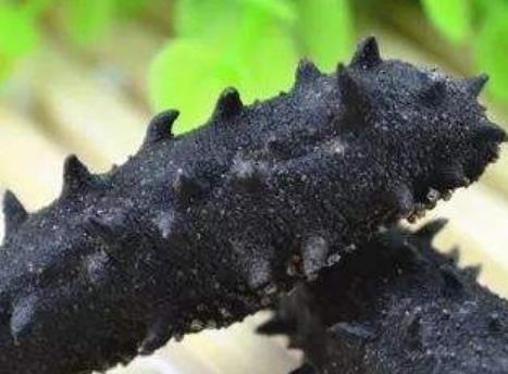 盤點生物界五大壽命最長生物 海生的蛤蜊是一種比較長壽的物種
