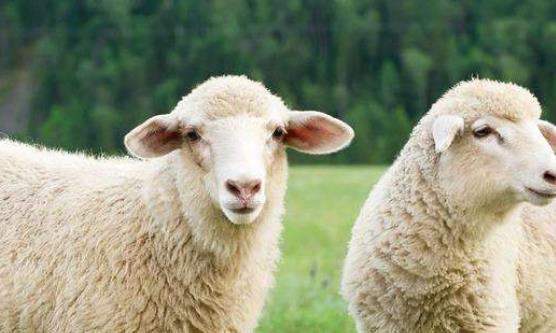 盤點科學史上最著名的五大功勛動物 薛定諤的貓這個是有關貓生死疊加的猜想