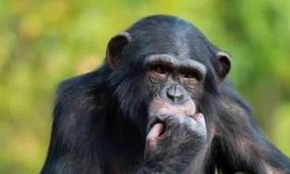 盤點科學史上最著名的五大功勛動物 薛定諤的貓這個是有關貓生死疊加的猜想
