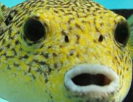 地球五大最可愛動(dòng)物 尖嘴魚與海馬和海龍是同一族生物