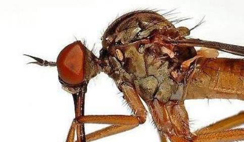 令人聞風喪膽5大動物毒王排行 蚊子在動物界中體型小力量弱