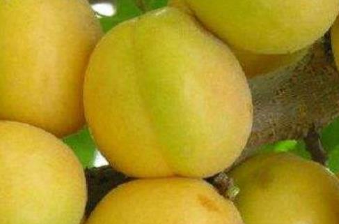 山西運(yùn)城土特產(chǎn)品排行 板棗呈長(zhǎng)圓形體大肥碩