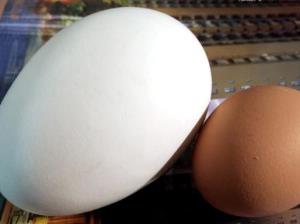 最恐怖零食 Balut(巴魯特)是一個受精鴨蛋