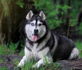 世界上最不忠誠的狗排名 薩摩耶犬是一種比較受歡迎的寵物狗