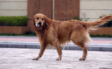 適合家養的大型犬排名 拉布拉多獵犬是個值得信賴的家庭犬