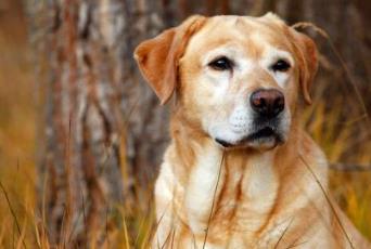 適合家養的大型犬排名 拉布拉多獵犬是個值得信賴的家庭犬