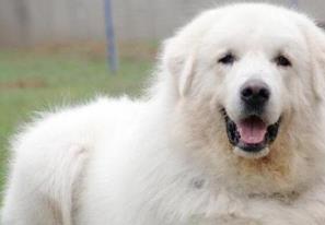 適合家養的大型犬排名 拉布拉多獵犬是個值得信賴的家庭犬