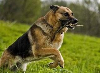 適合家養的大型犬排名 拉布拉多獵犬是個值得信賴的家庭犬