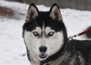適合家養的大型犬排名 拉布拉多獵犬是個值得信賴的家庭犬