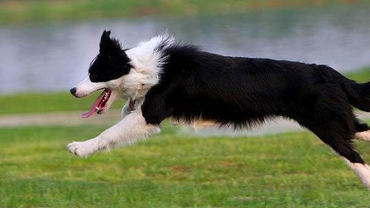 狗狗智商排名 什么狗最聰明 邊境牧羊犬能達10歲孩子智商