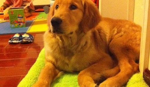 狗狗智商排名 什么狗最聰明 邊境牧羊犬能達10歲孩子智商
