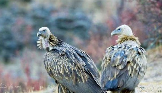 世界十大一夫一妻制的動物排名 母狼一定時間內只會專心與一只公狼交配