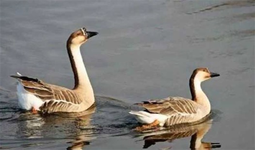 世界十大一夫一妻制的動物排名 母狼一定時間內只會專心與一只公狼交配