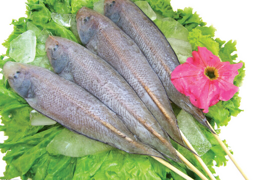 龍利魚的介紹-龍利魚和鯛魚哪個(gè)營(yíng)養(yǎng)更好