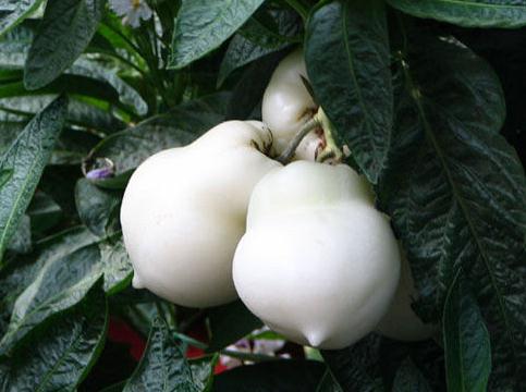 人參果的營(yíng)養(yǎng)價(jià)值,人參果的功效與作用-吃人參果的好處