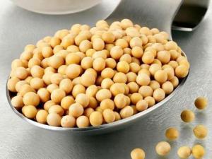 常吃黃豆有什么好處？黃豆的營養價值、功效與作用