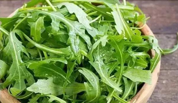 芝麻菜長什么樣子的圖片 芝麻菜有哪些功效與作用