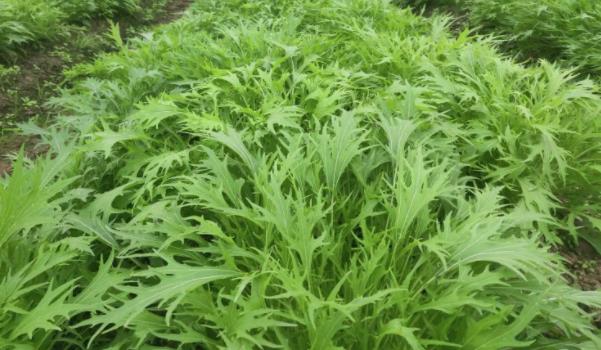 芝麻菜長什么樣子的圖片 芝麻菜有哪些功效與作用