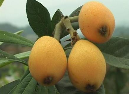 xˣôó