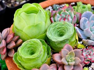 多肉植物怎么養(yǎng)？如何給多肉植物澆水？