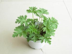 驅(qū)蚊草是什么？驅(qū)蚊草怎么養(yǎng)？