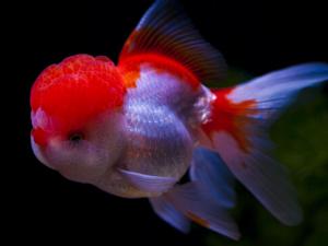 金魚吃什么？金魚吃多了怎么辦？
