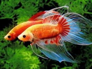 斗魚怎么養(yǎng)？斗魚養(yǎng)殖的注意事項