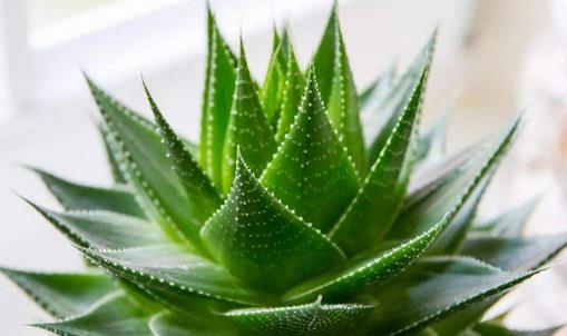 蘆薈有毒嗎 蘆薈怎么養長得快 蘆薈怎么澆水