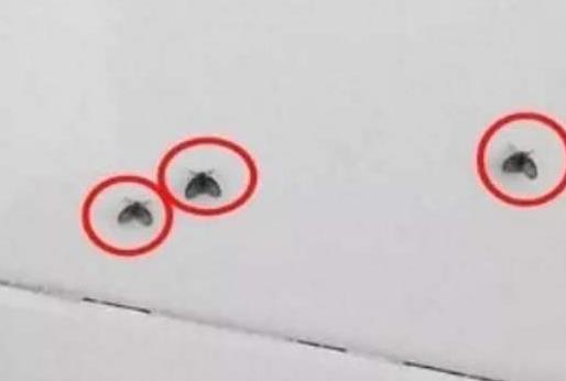 垃圾桶里的小飛蟲是什么?怎么來的?怎么殺滅這些果蠅