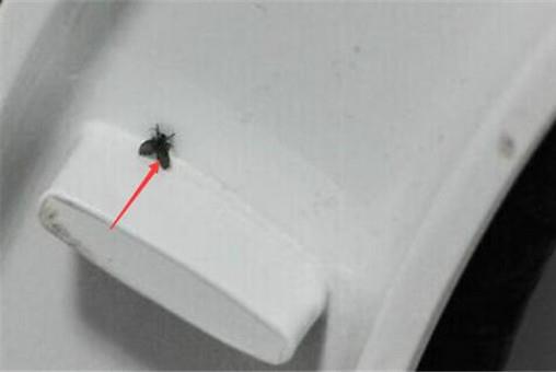 廁所里面的黑色小飛蟲怎么來的?怎么徹底清除這些小飛蟲