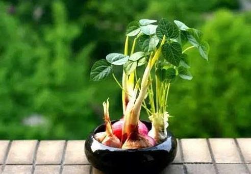 洋蔥發芽了怎么變盆景?家里的洋蔥發芽了怎么辦