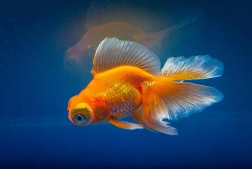 養魚養7條好還是9條好?養魚有什么講究嗎