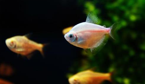 養魚養7條好還是9條好?養魚有什么講究嗎