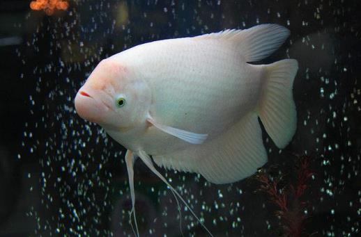 養魚養7條好還是9條好?養魚有什么講究嗎