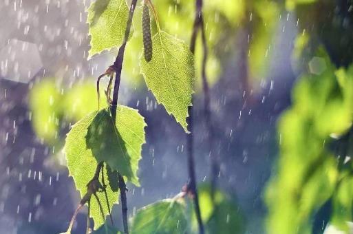 梅雨季節開窗戶復合板會受潮嗎?梅雨季節如何防潮